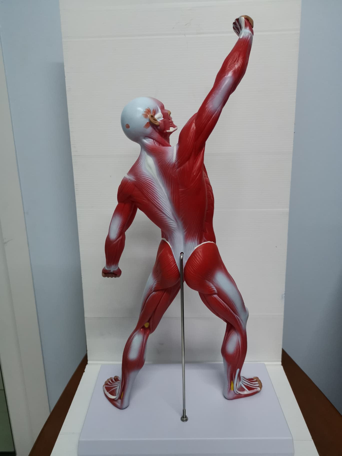 หุ่นจำลองกล้ามเนื้อ ความสูง 55 ซม.