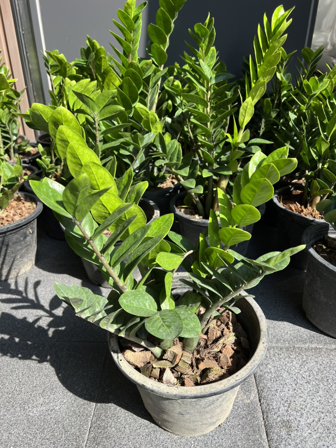 กวักมรกต zanzibar gem