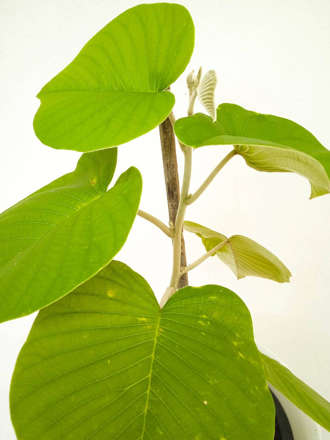 ต้นใบละบาท elephant creeper ไม้เลื้อย ไม้เถา