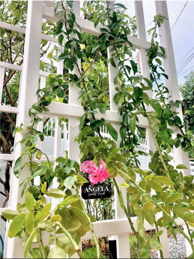 ซุ้มไม้เลื้อยUPVC ซุ้มประตู ไม่ผุไม่ย่อยสลาย ไม่เหลืองกรอบ ไม่โยกย้วย ทนทานหลายสิบปี สำหรับงานบ้านและสวน