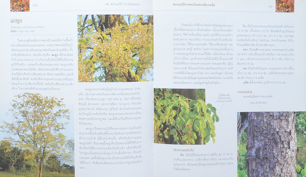 84 พรรณไม้ถวายในหลวง (มีเมล็ดพืช 3 ชนิดให้ทดลองปลูก / ขายตามสภาพ)