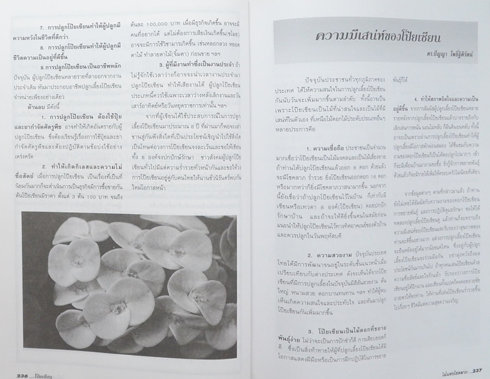 โป๊ยเซียนไม้แห่งโชคลาภ (ขายตามสภาพ)