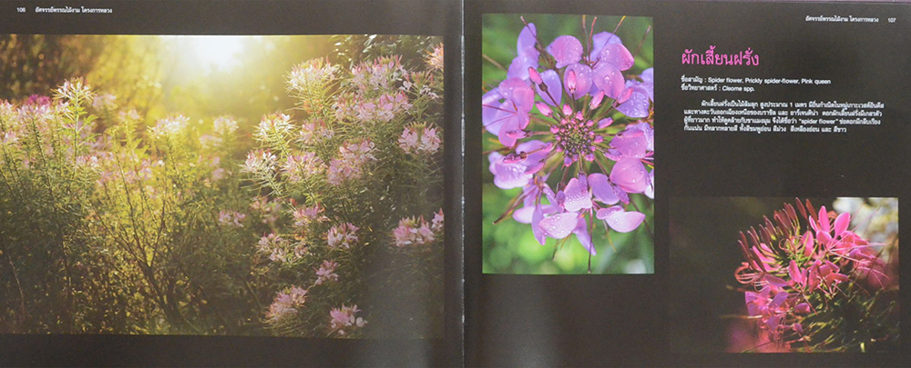 อัศจรรย์พรรณไม้งามโครงการหลวง (ขายตามสภาพ)