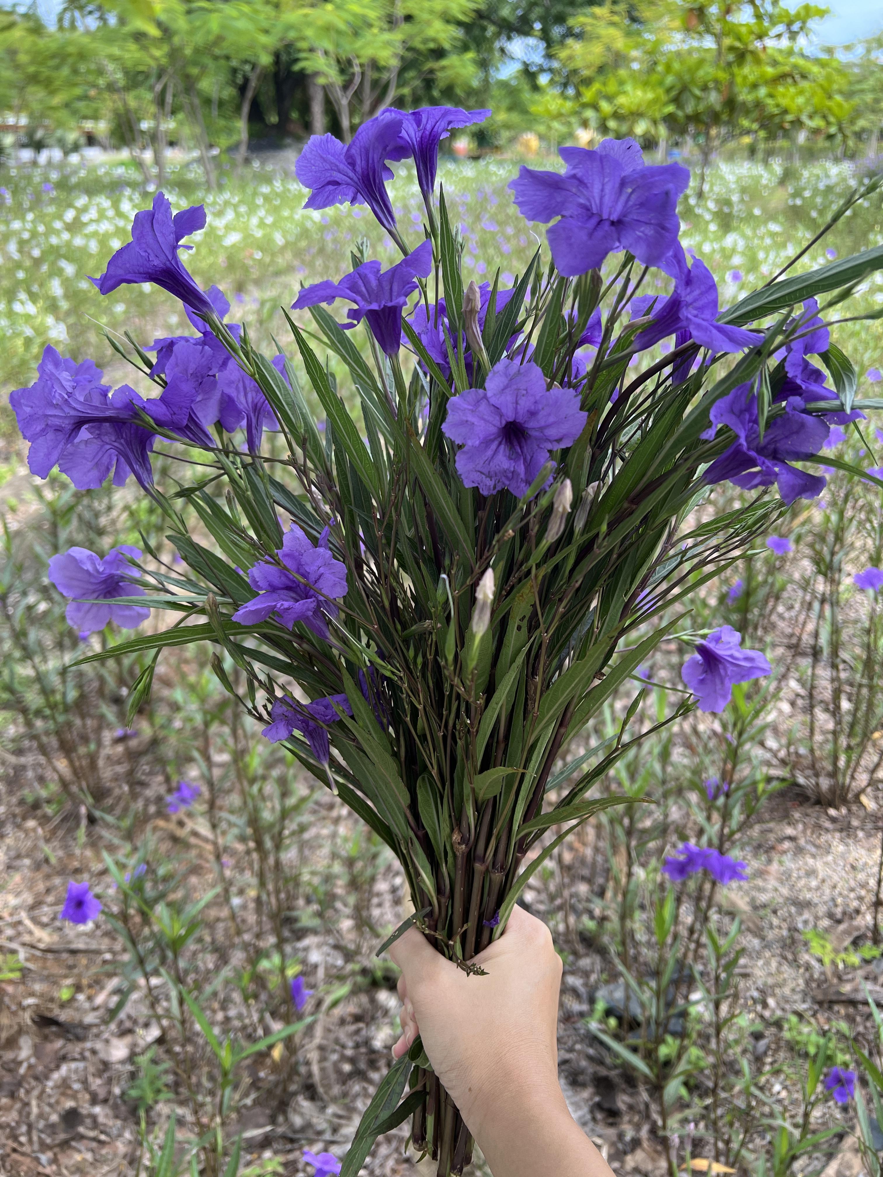 กิ่งต้อยติ่งฝรั่ง Ruellia