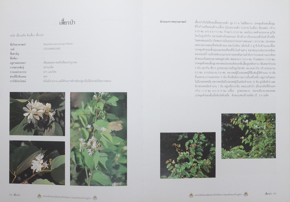 พรรณไม้หอม เฉลิมพระเกียรติพระบาทสมเด็จพระเจ้าอยู่หัว (ขายตามสภาพ)