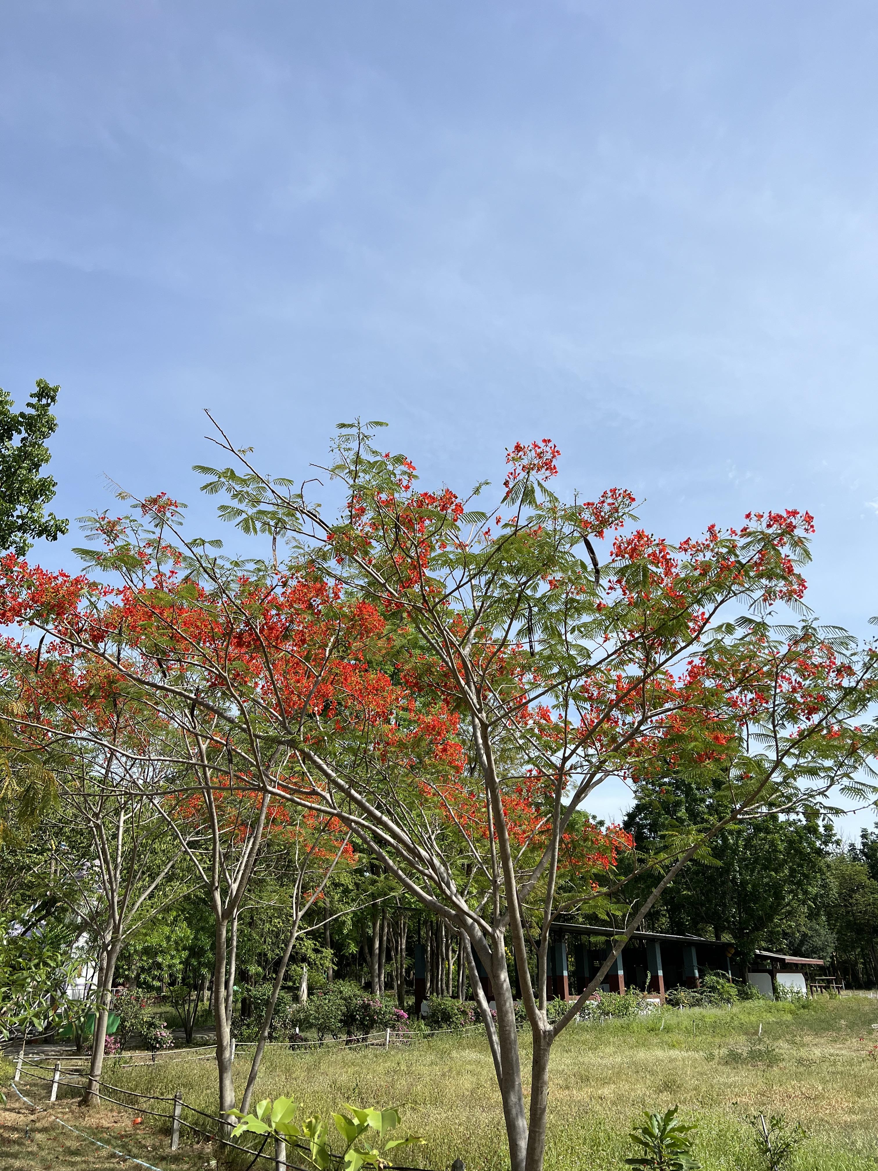 ต้นหางนกยูง peacock tree ไม้ยืนต้น