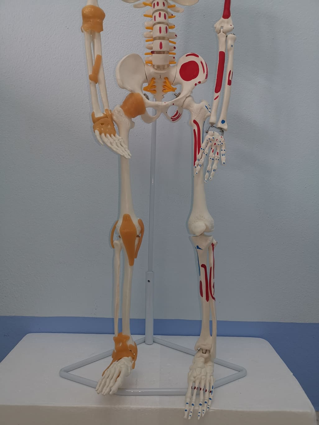 โมเดลโครงกระดูกมนุษย์ ขนาด 85 ซ.ม. แบบแสดงเอ็นยึดข้อและจุดเกาะกล้ามเนื้อ