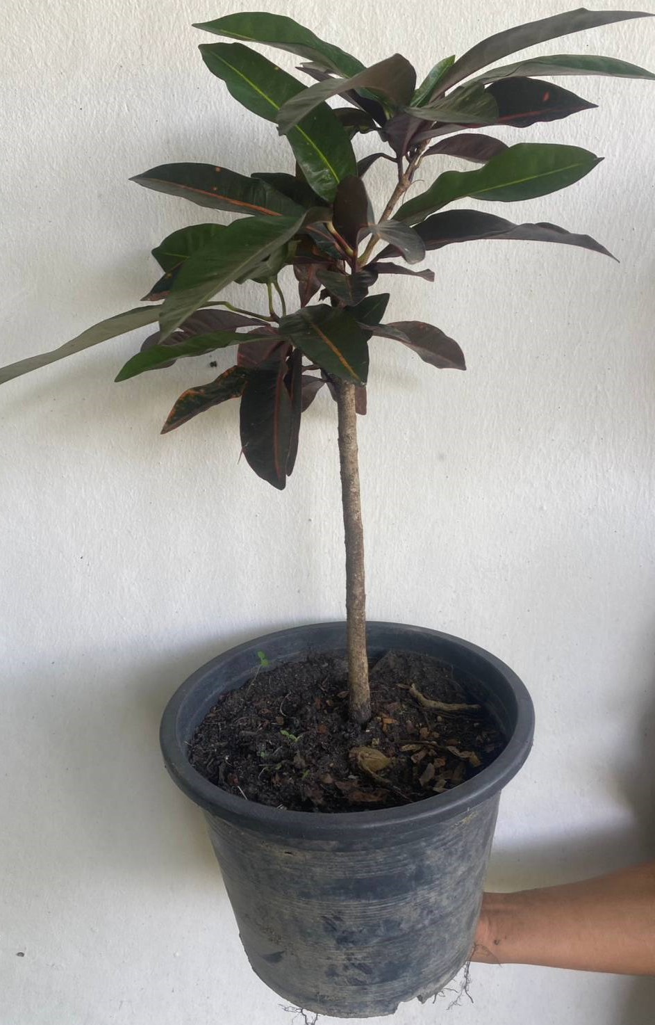 โกสน Codiaeum variegatum