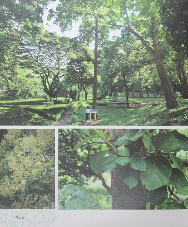 ต้นไม้ทรงปลูก (ไม่มี CD / พร้อมกล่อง / ขายตามสภาพ)