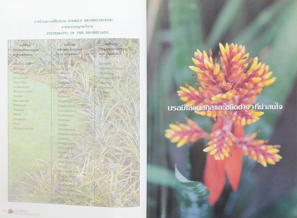 บรอมีเลียด (ขายตามสภาพ)