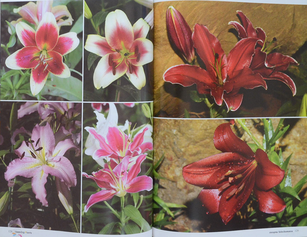 สารานุกรมไม้ประดับแสนสวย