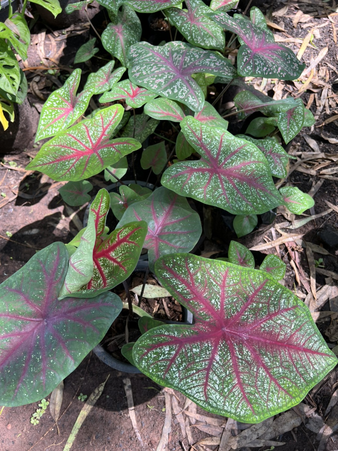 บอนสี เจ้ากรุงเดนมาร์ก Caladium