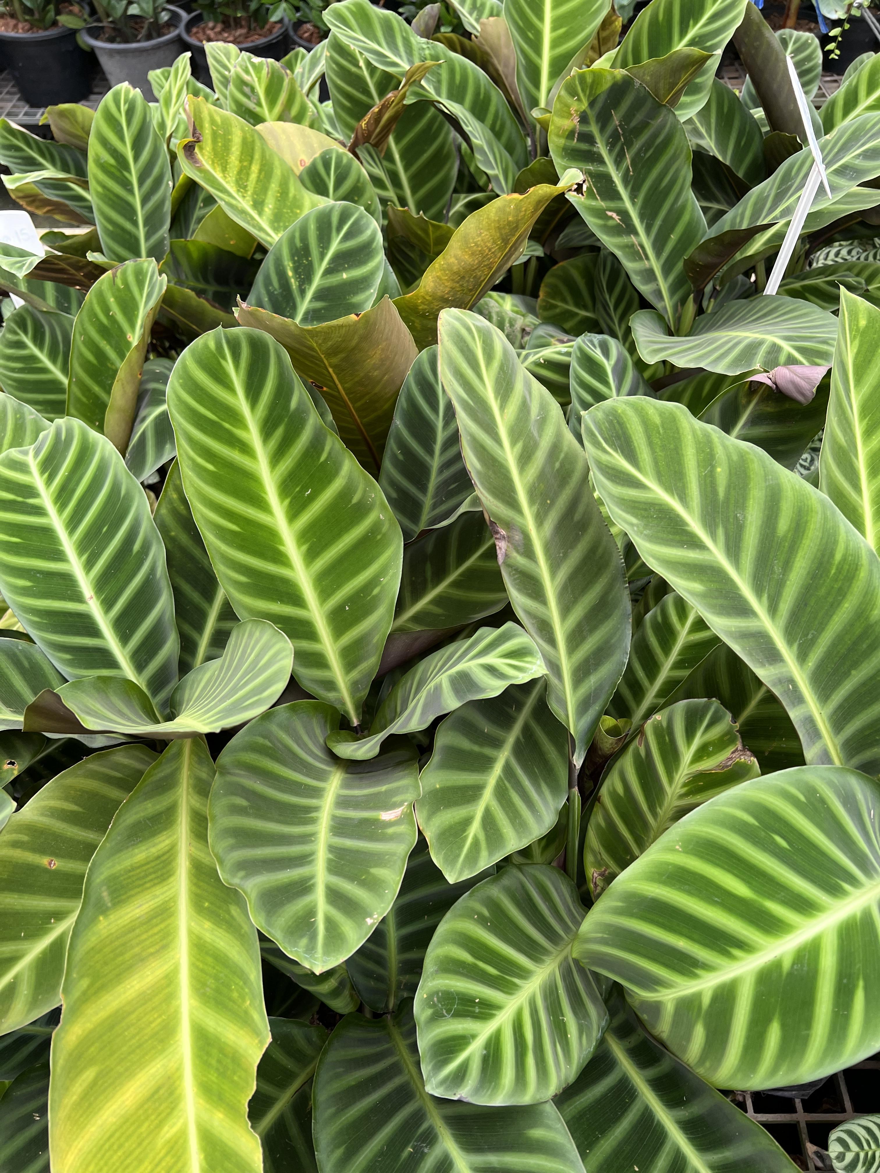 คล้าม้าลาย Zebra plant หรือคล้าเสือโคร่ง