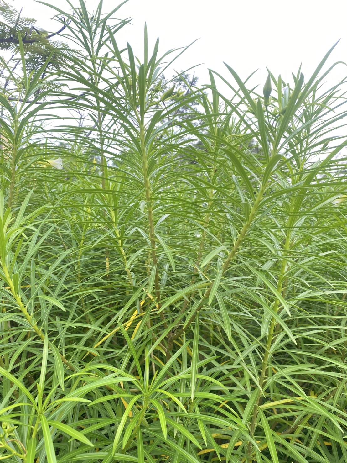 กิ่งรำเพย Trumpet flower, Lucky Bean, Lucky Nut