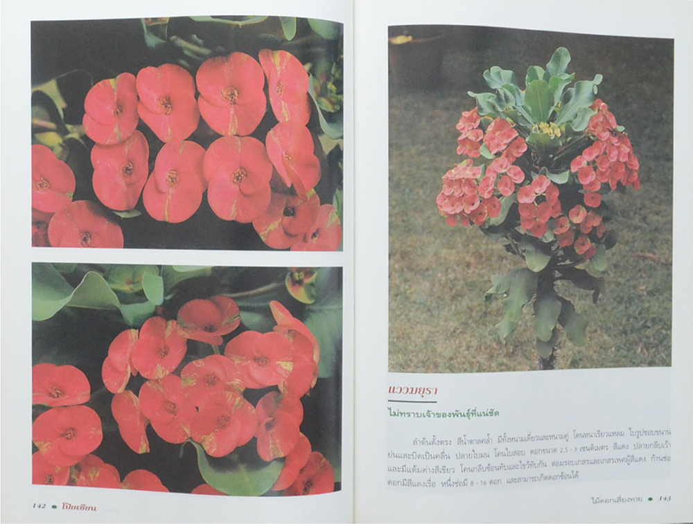 โป๊ยเซียนไม้ดอกเสี่ยงทาย (เล่ม 4/ ขายตามสภาพ)