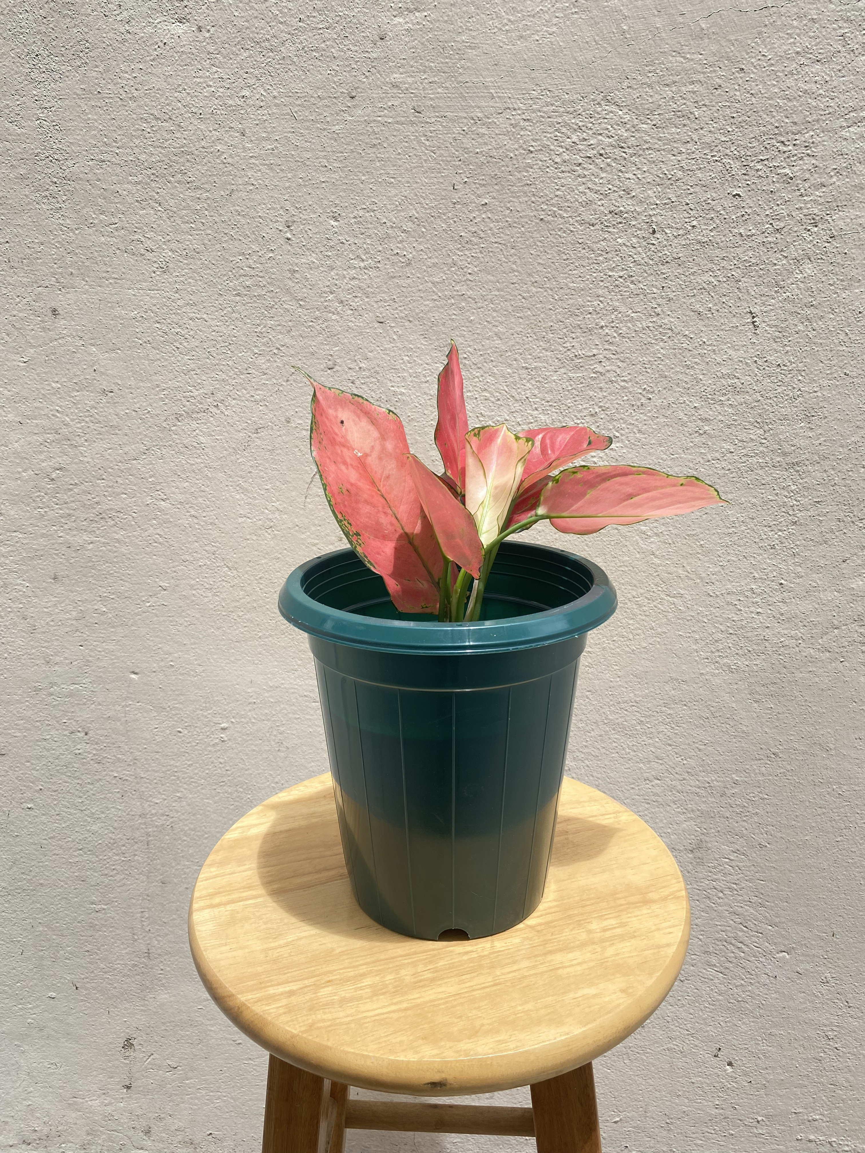 อโกลนีมา ซุปเปอร์พิ้งค์ Aglaonema Super pink
