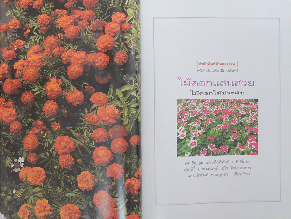 คุณหรุ่น รองรัตน์ (ไม้ดอกแสนสวย ไม้ดอกไม้ประดับ)