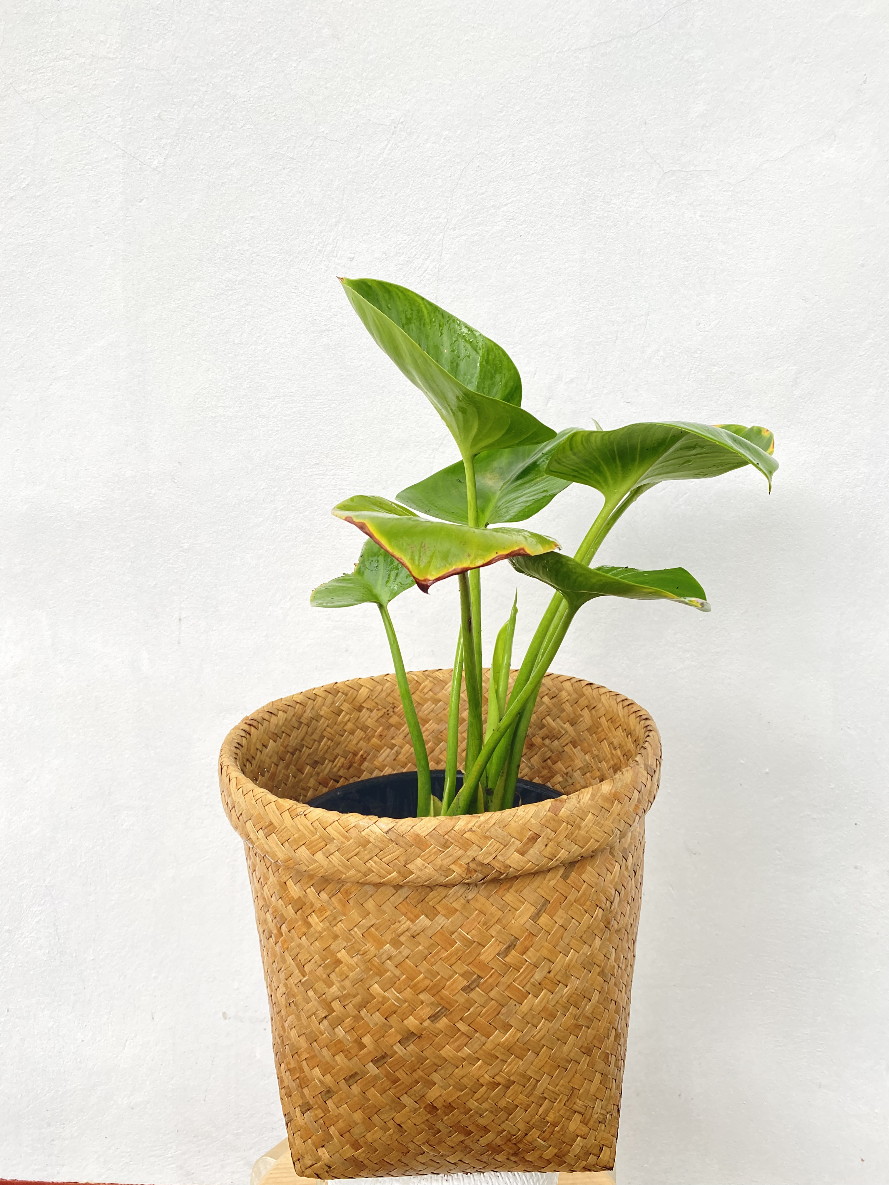 พัดโบก Emerald Gem ไม้ริมน้ำ ไม้มงคล