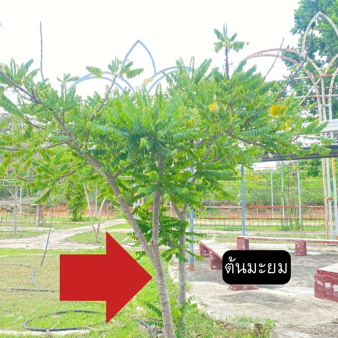 ต้นมะยม Phyllanthus acidus (L.) Skeels