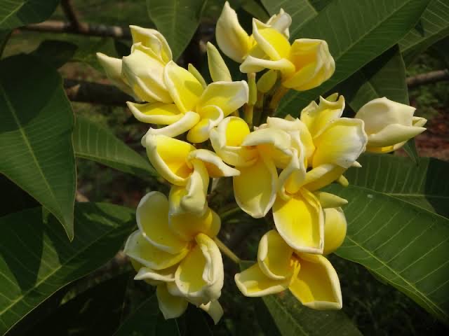 ต้นลีลาวดี เหลืองพระเทพ ต้นลั่นทม Plumeria ไม้ดอกยืนต้น