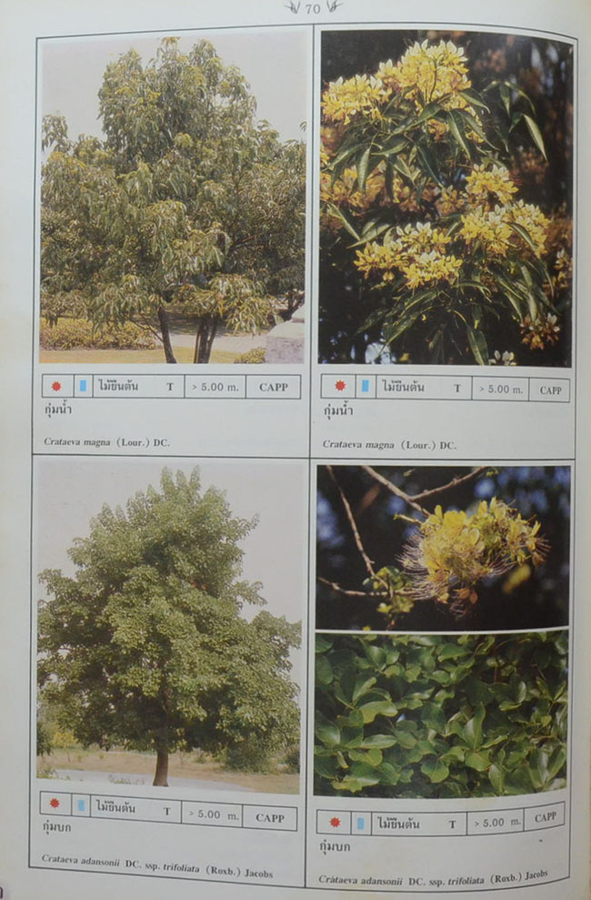 พฤกษาพัน (ภาษาไทย-อังกฤษ)