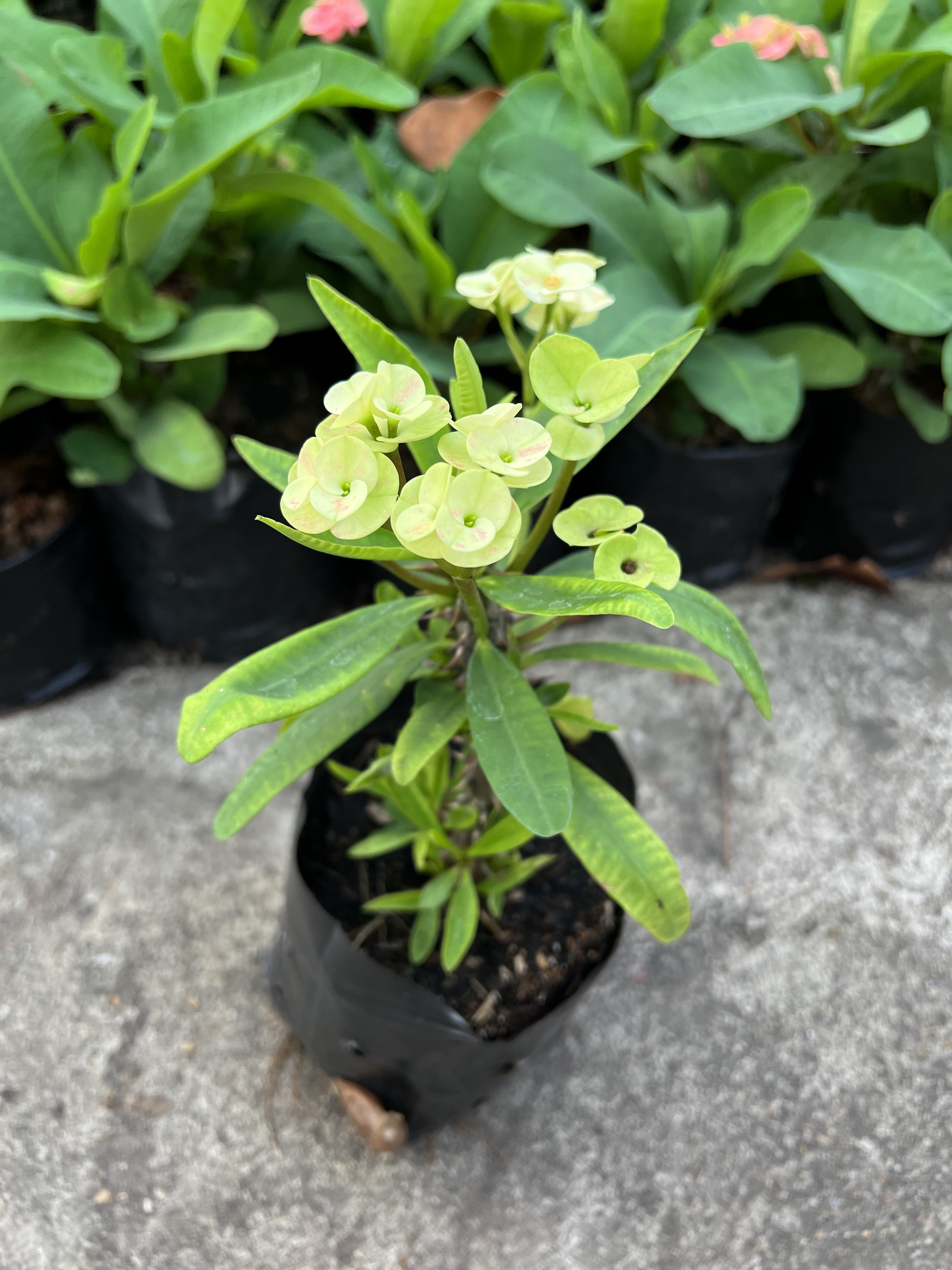 โป๊ยเซียน Crown of thorns ไม้มงคล