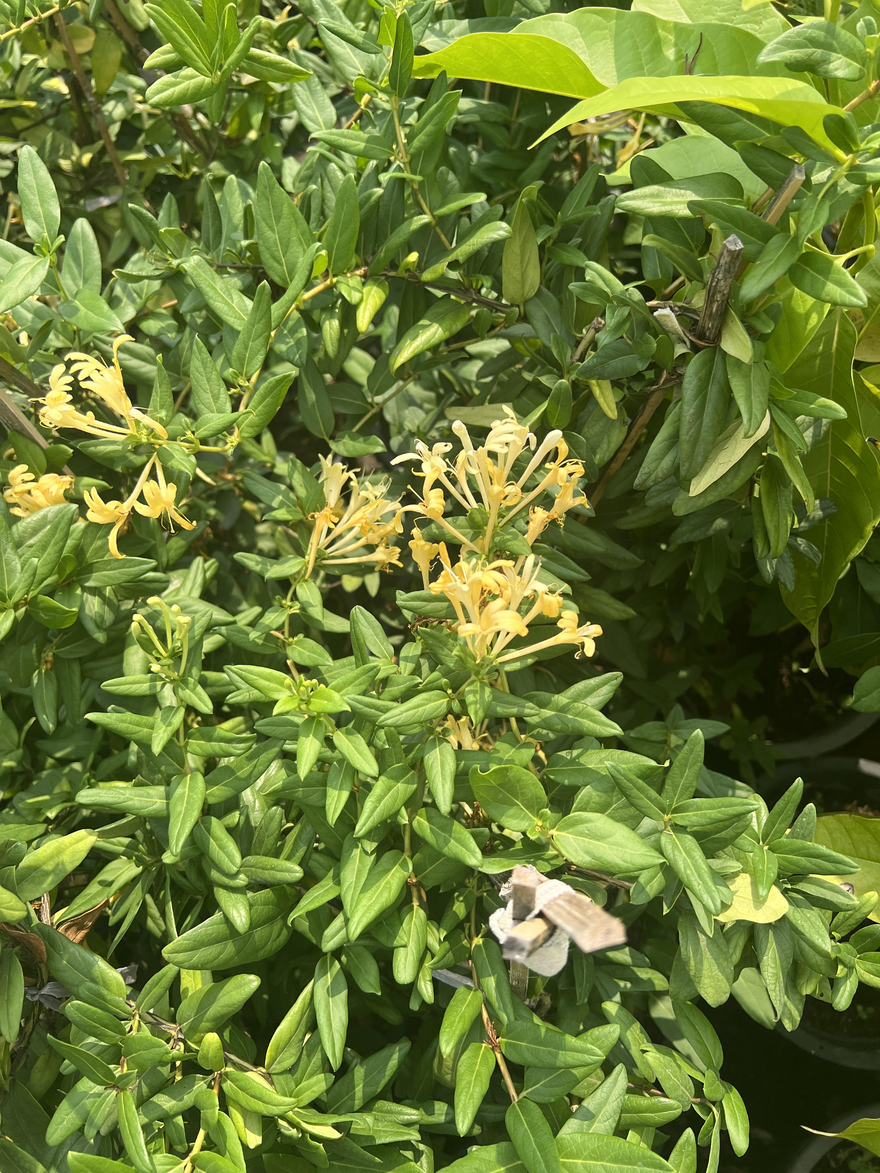 สายน้ำผึ้ง JAPANESE HONEYSUCKLE