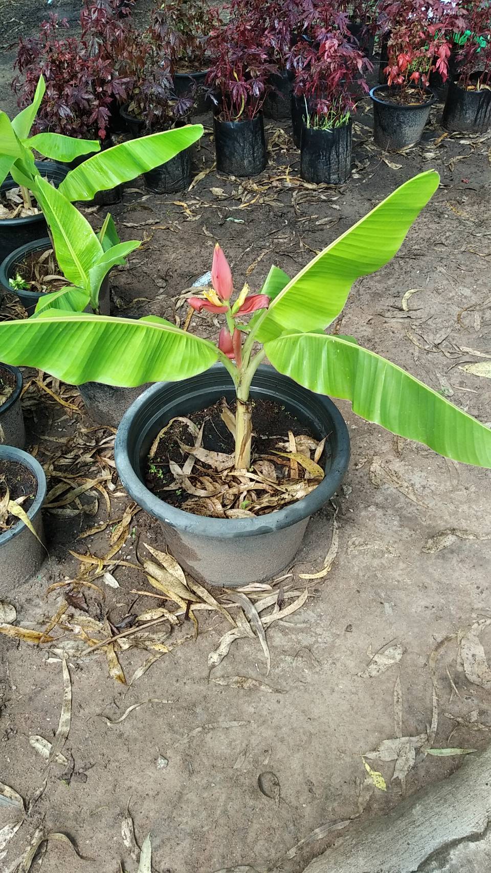 กล้วยแคระ Dwarf Cavendish banana