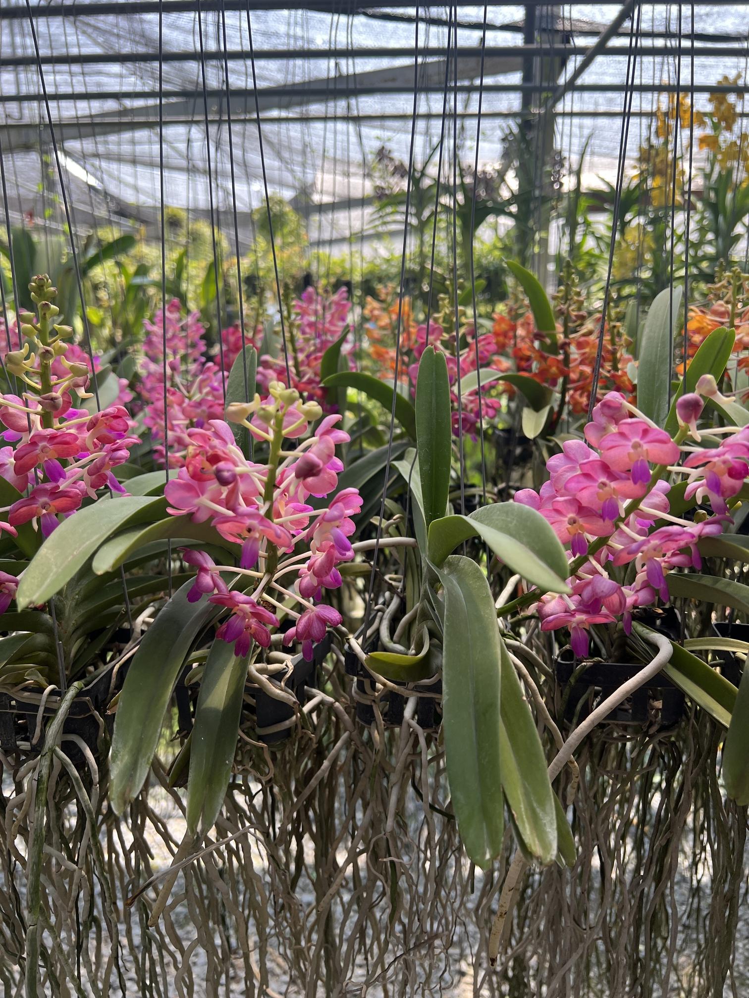 กล้วยไม้แวนด้า Vanda