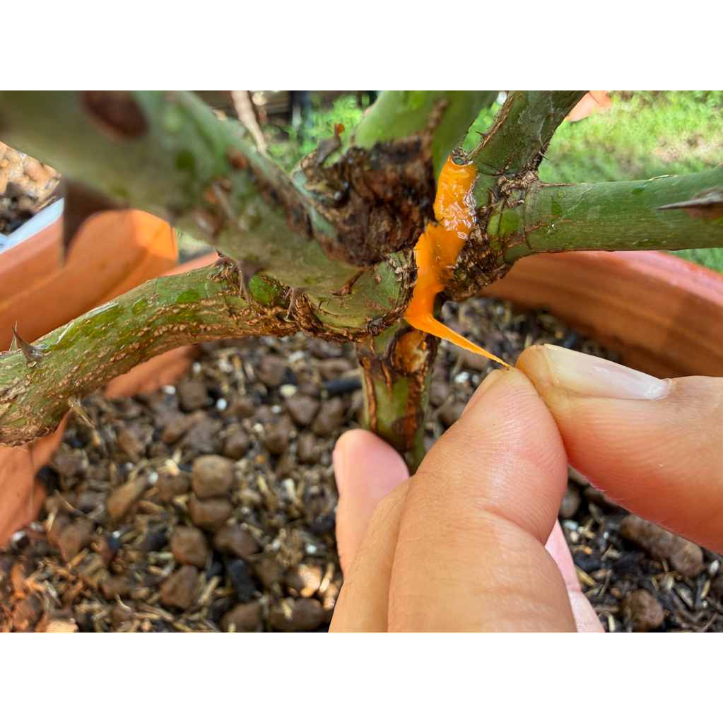 ยาทาแผลตัดกิ่ง ยาทาแผลต้นไม้ TopJin M ป้องกันการติดเชื้อแบคทีเรียและเชื้อรา ช่วยสมานแผลต้นไม้ แท้จากญี่ปุ่น