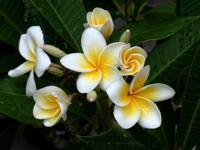 ต้นลีลาวดี เหลืองลูกไม้ ต้นลั่นทม Plumeria ไม้ดอกยืนต้น