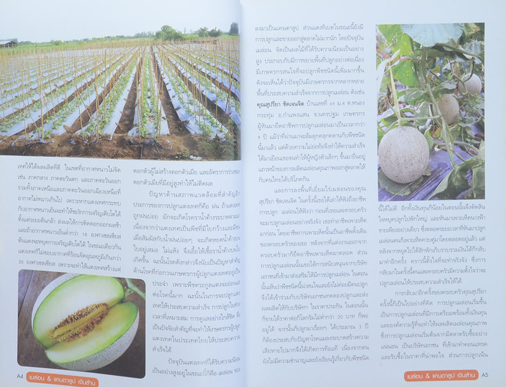 เมล่อน & แคนตาลูบ