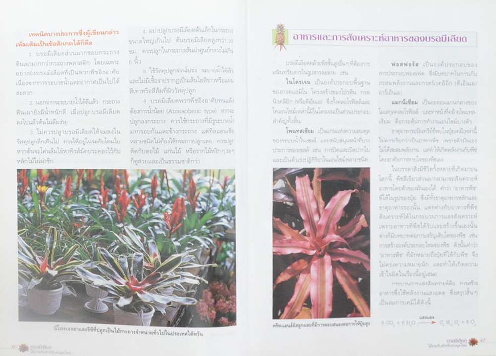 บรอมีเลียด (ขายตามสภาพ)