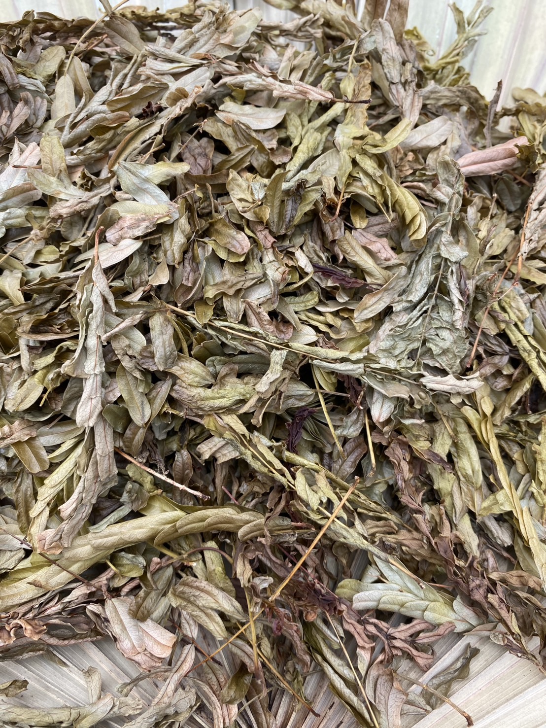 ใบมะขามไทยอบแห้ง ใบมะขาม tamarind leaves