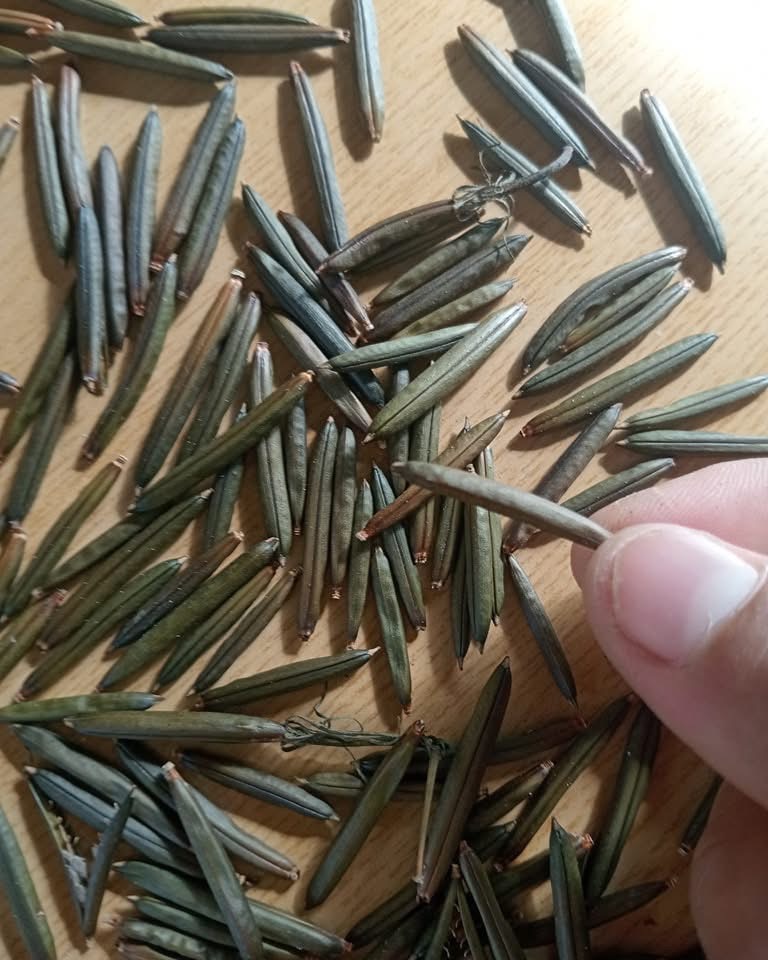 เมล็ดต้อยติ่งไทย เมล็ดเป๊าะเป๊ะ ซื้อ 1 ชุดแถม 1 ชุด 🌿