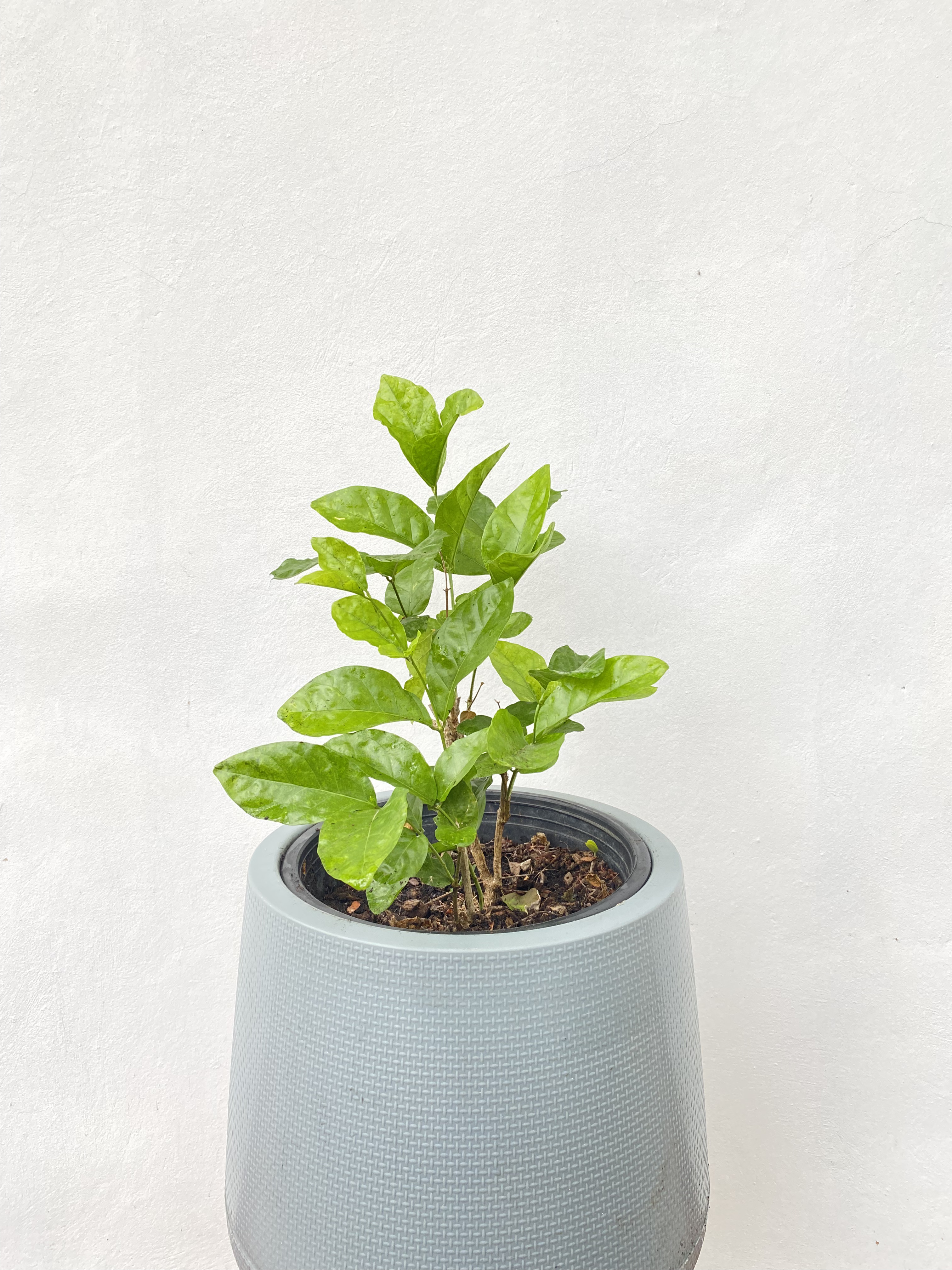 มะลิ Jasmine