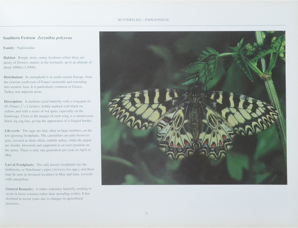 The Fascinating World of Butterflies & Moths