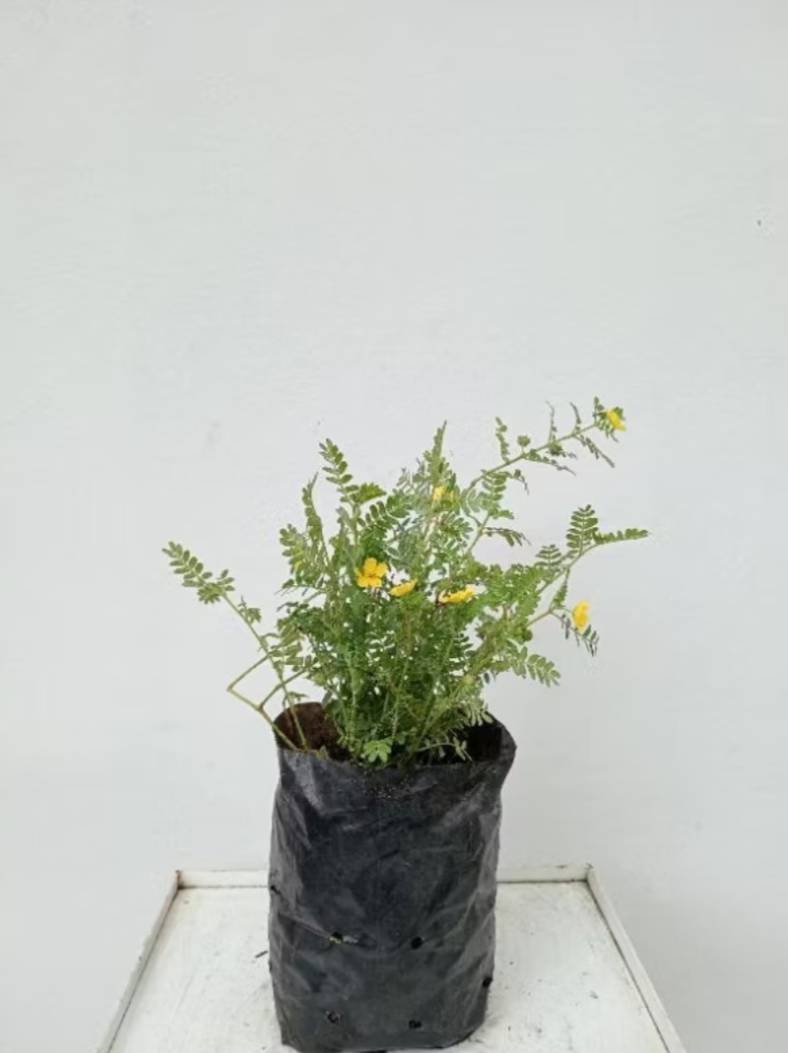 ต้นโคกกระสุน puncture vine