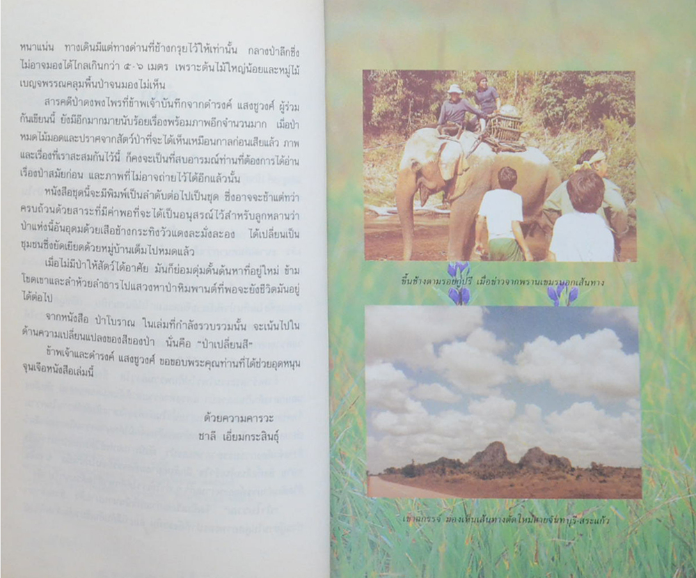 ป่าโบราณ (ขายตามสภาพ)