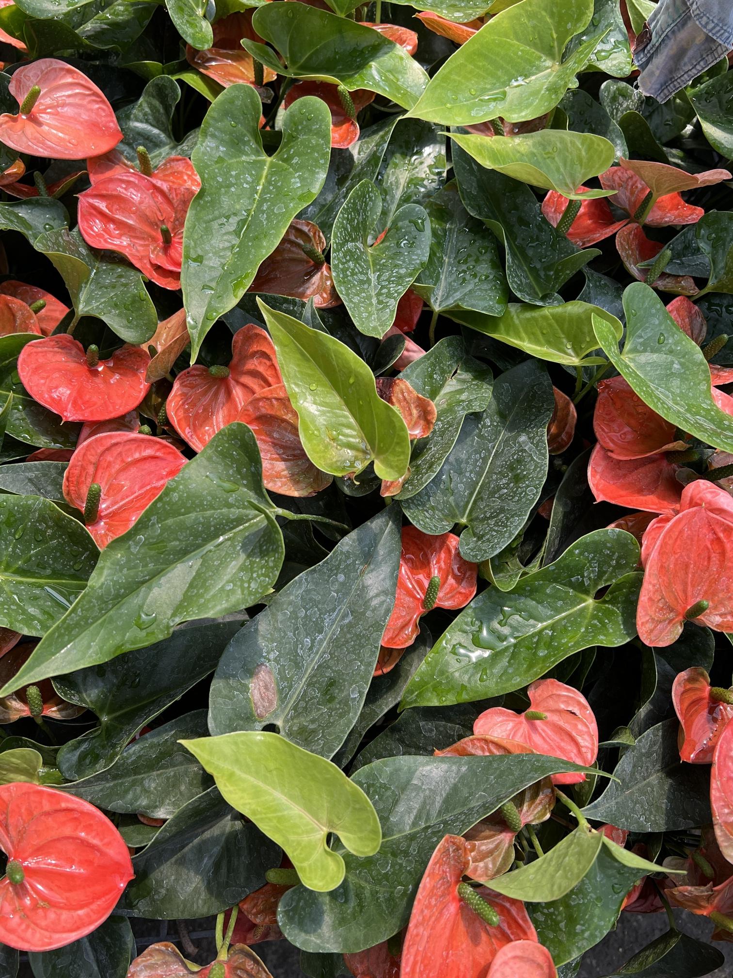 หน้าวัวสีส้ม anthurium
