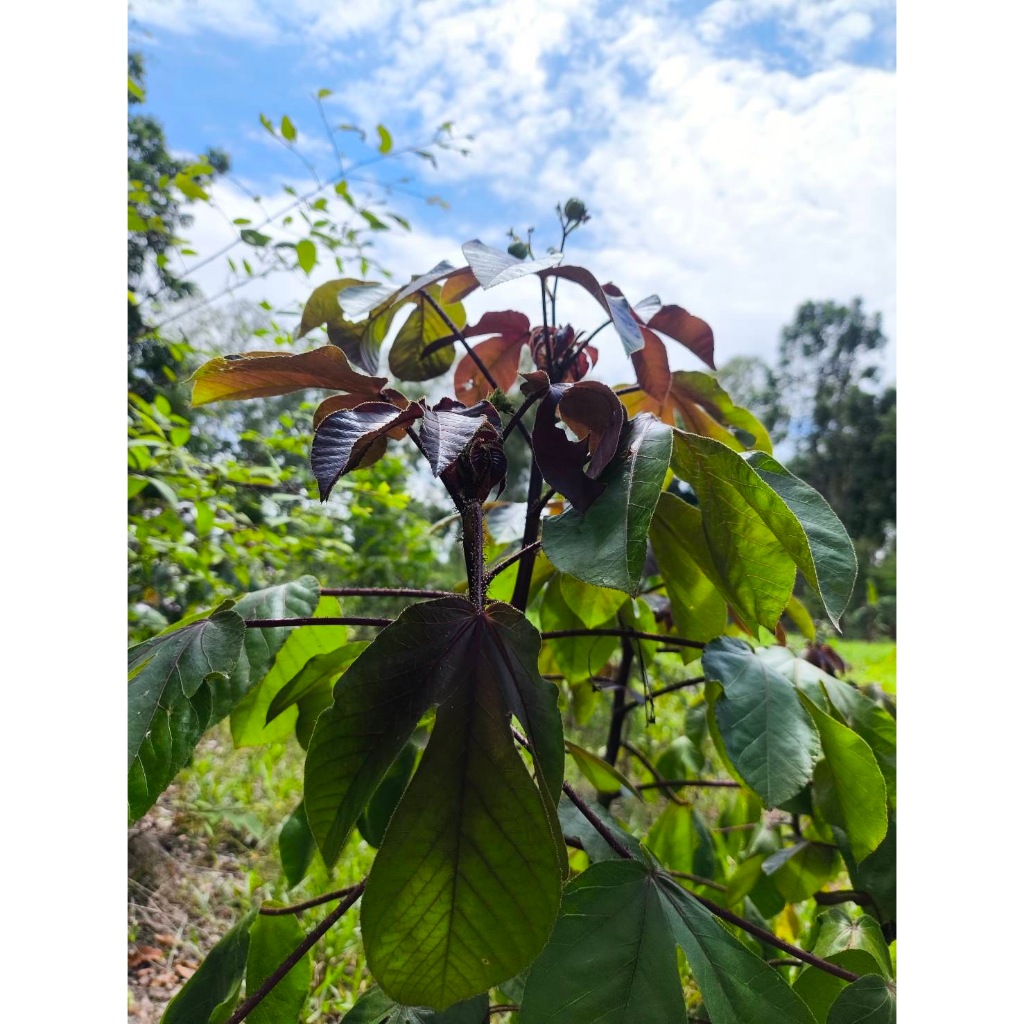 ใบสบู่แดง สด สำหรับทำยา Bellyache Bush