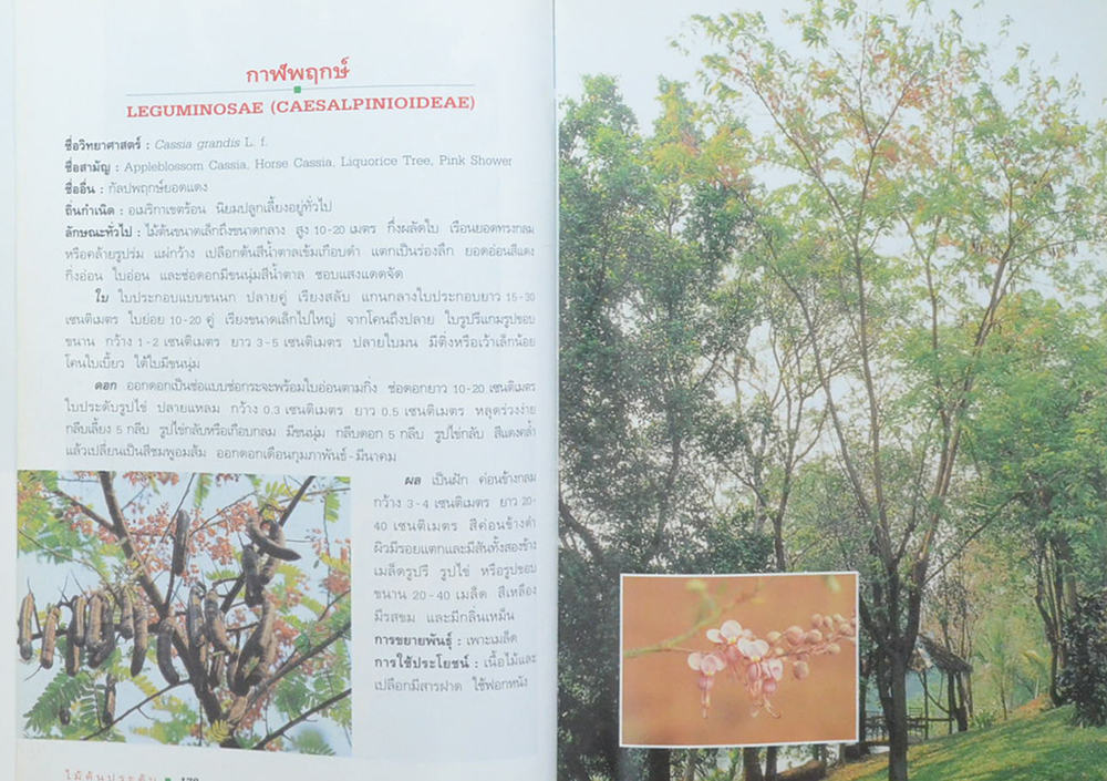 ไม้ต้นประดับ (เล่ม 1) (ขายตามสภาพ)