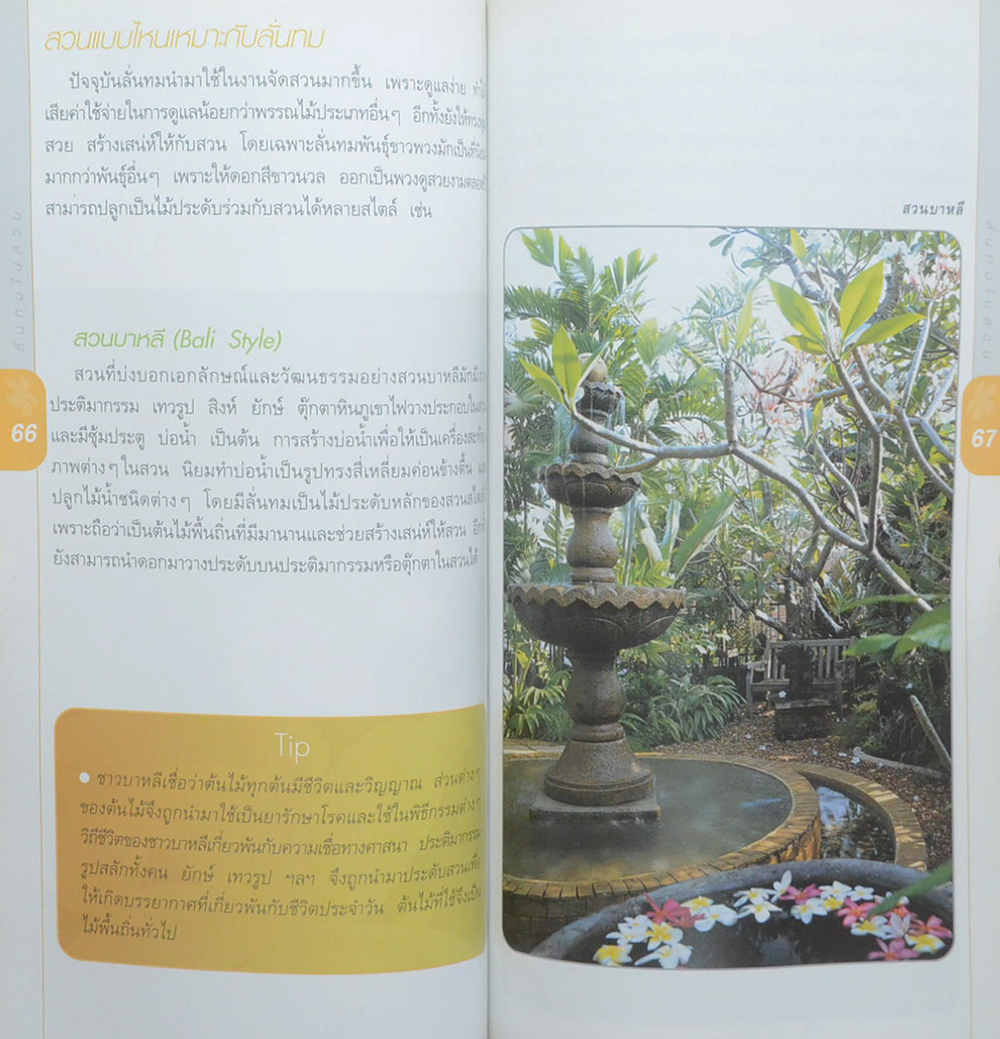 มือใหม่หัดปลูกลั่นทม (ขายตามสภาพ)