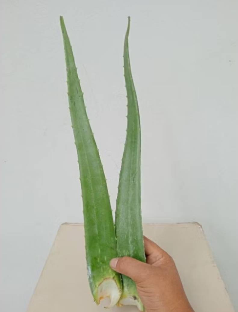 ใบว่านหางจระเข้ Aloe