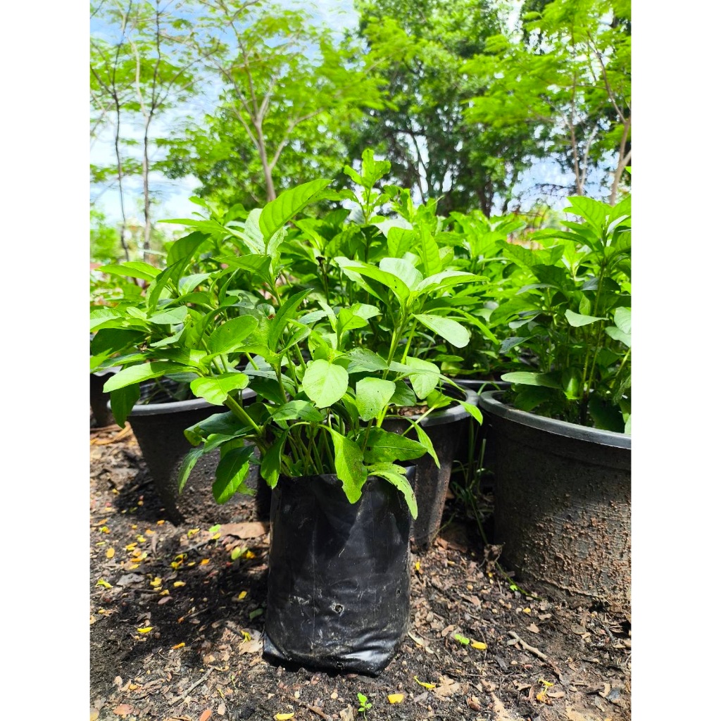 ต้นต้อยติ่ง (เป๊าะเป๊าะ) (ต้นละ 2 บาท)