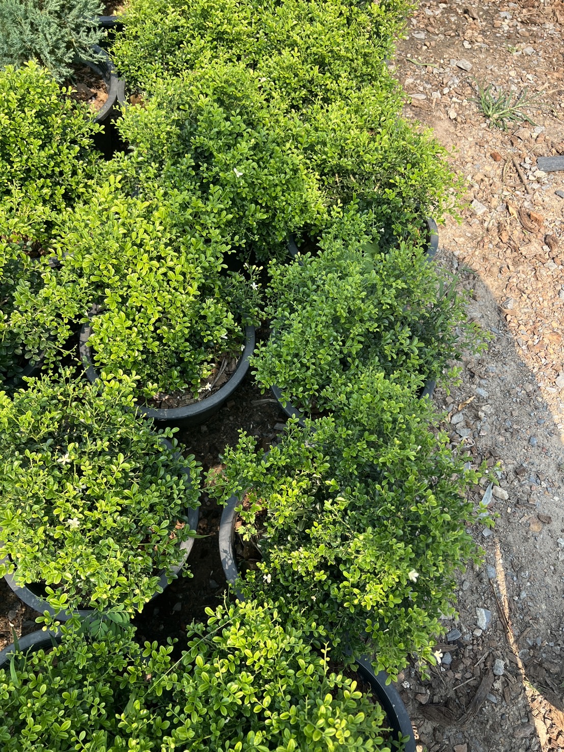 แก้วแคระ Andaman satinwood