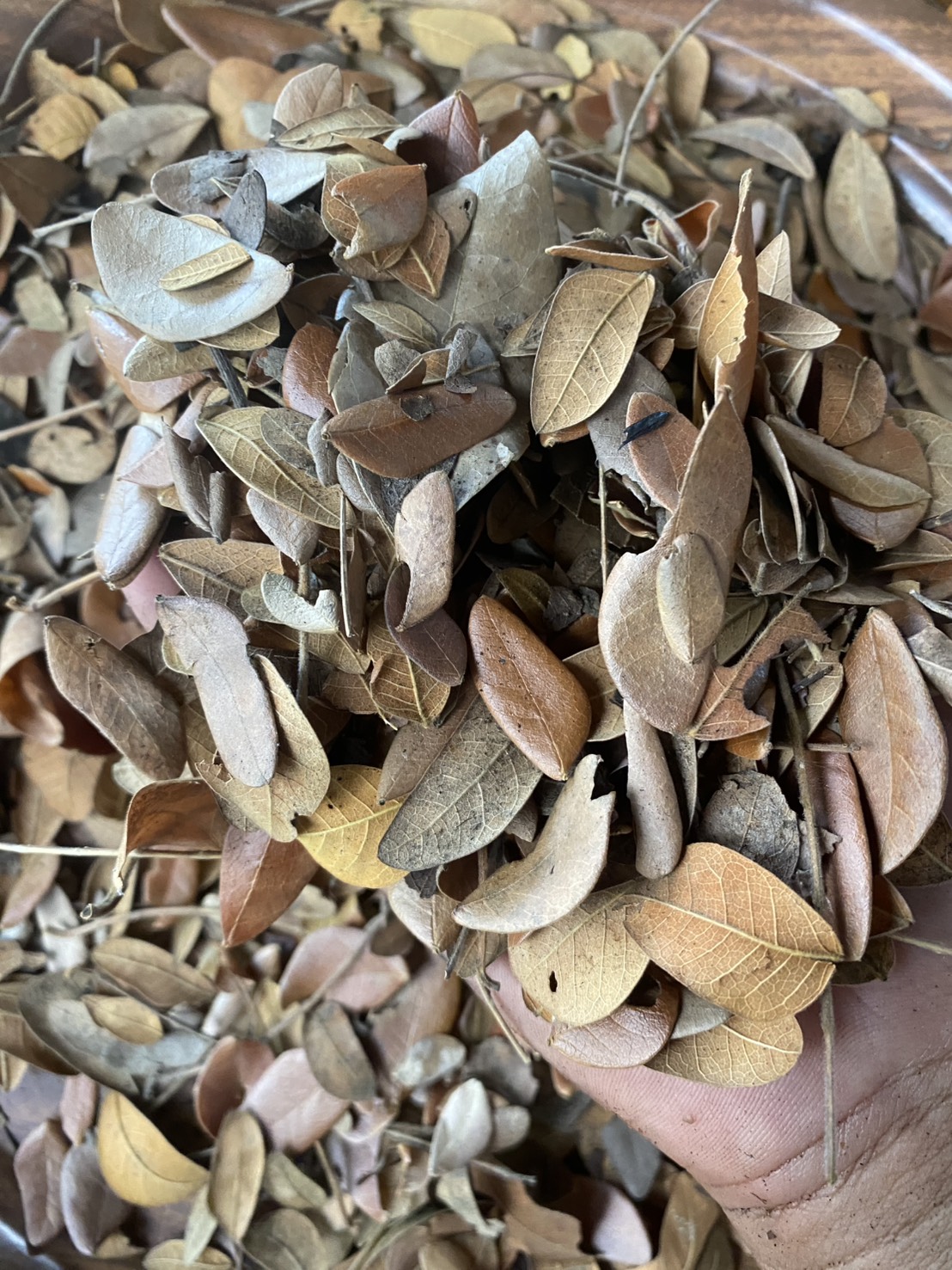 ใบก้ามปูแห้ง ใบจามจุรีแห้ง Claw leaf