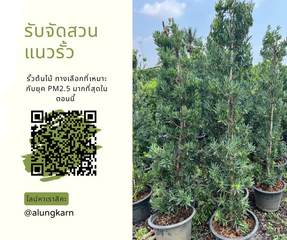 บริการรับจัดสวนแนวรั้ว