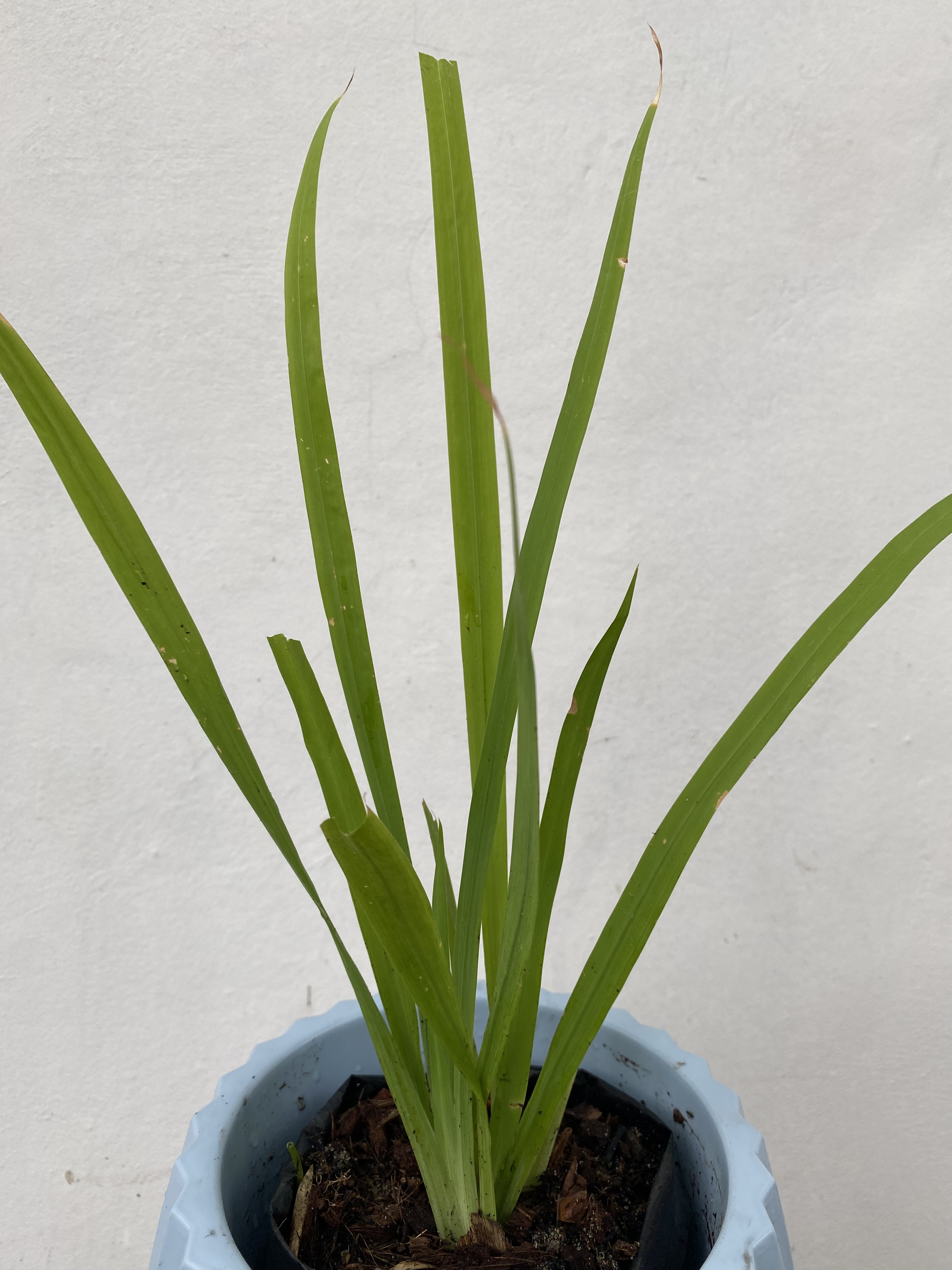 ว่านน้ำ Sweet flag ไม้น้ำ