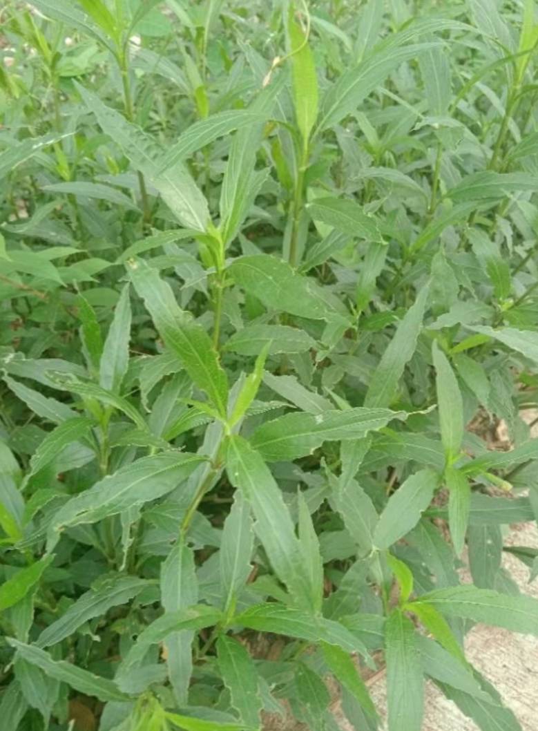 ใบฟ้าประทานพร หรือ ใบต้อยติ่ง ใบสด Mexican Bluebell